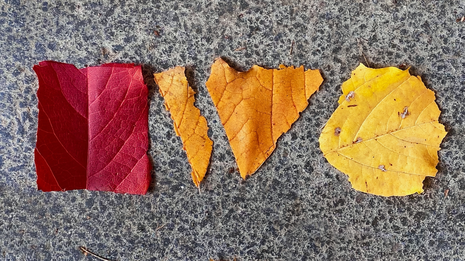 Red, orange and yellow leaves cut out to resemble the IndieWebCamp logo.
